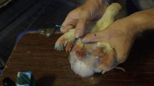 Причины расклёва у птицы. Расклев у цыплят, что делать???