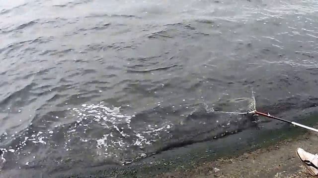 Ловля толстолобика с дамбы смотреть онлайн