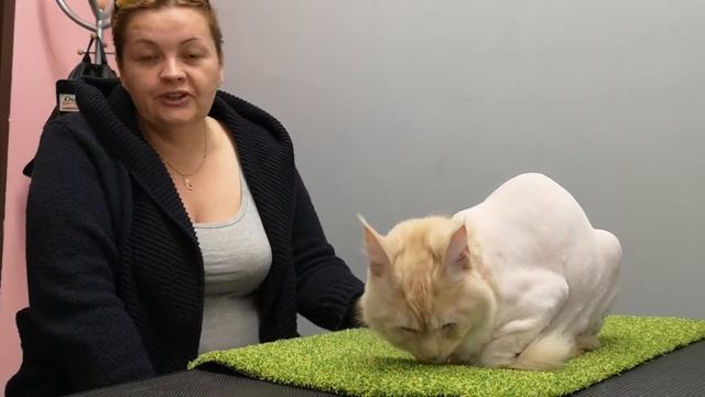 Аллергия на шерсть кошки смотреть онлайн