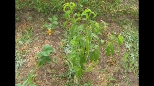 Подвой для персика