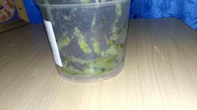 Обзор орхидеи фалинопсис биг лип Reyoung Edie White