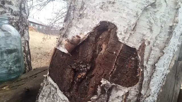 Как я ставлю березовый сок плюс старый Дедовский способ. смотреть онлайн