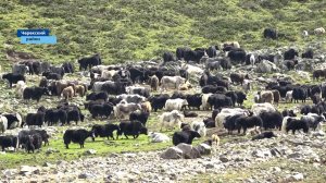 Высоко в горах Кабардино-Балкарии разводят- яков