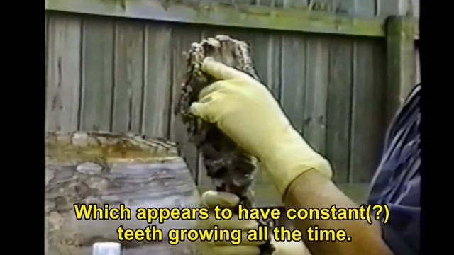 The Alien Video that the Government doesn't want you to see.... смотреть онлайн