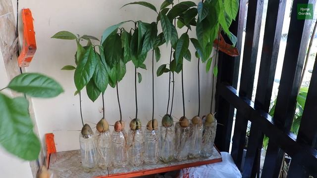 Trồng Bơ Từ Hạt Bơ, Tin được Không??? | Growing Avocado Tree From Avocado Seeds, Believe It?
