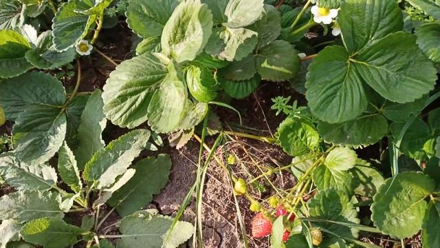 Клубника КАНТУС.новинка2021. смотреть онлайн