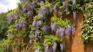 Как Выращивать Глицинию Из Семян В Домашних Условиях