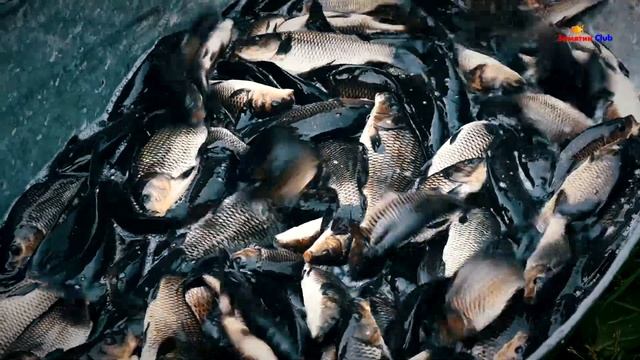 Шершни зарыбили рыбой сазан Рыбалка Карп Ловля карпа смотреть онлайн