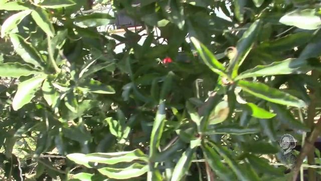 Пассифлора, она же страстоцвет, гранадилла и маракуйя. Путешествуя по Франции! смотреть онлайн