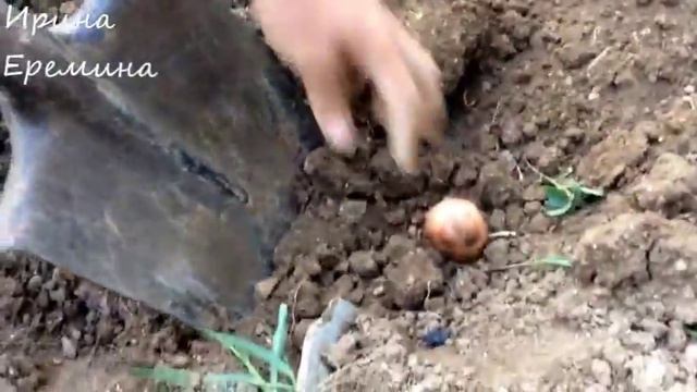 Эксперимент КАРТОШКА ПОД СОЛОМОЙ / КАК РАСТЕТ КАРТОШКА ПОД СОЛОМОЙ / Органическое земледелие на Юге смотреть онлайн