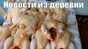 Новости НЕБОЛЬШОГО деревенского хозяйства: индюки, куры, бройлеры, перепелки