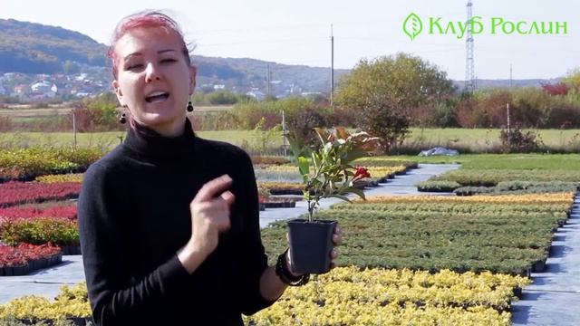 Випуск 142. Вейгела Red Prince смотреть онлайн