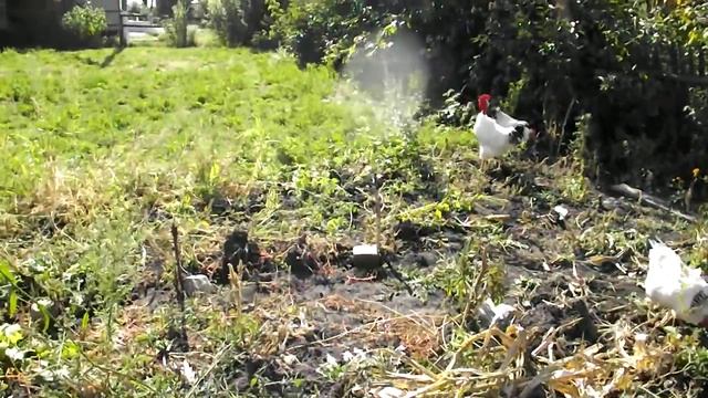 Белые куры копаются на огороде. смотреть онлайн