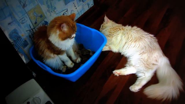 А воду когда в твой бассейн нальют?And when the water in your pool poured? смотреть онлайн