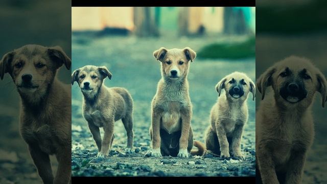 Groovy Backdrops for Relaxed Dogs смотреть онлайн