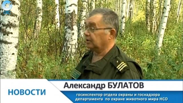 Цифровые технологии в дремучем лесу. Как егерям удаётся сохранить популяцию лосей и кабанов? смотреть онлайн