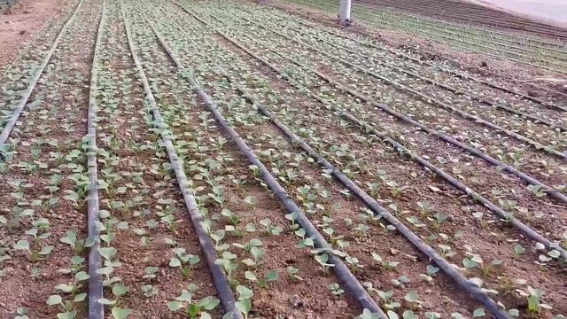 Редис 2023 (Бодиам F1) смотреть онлайн