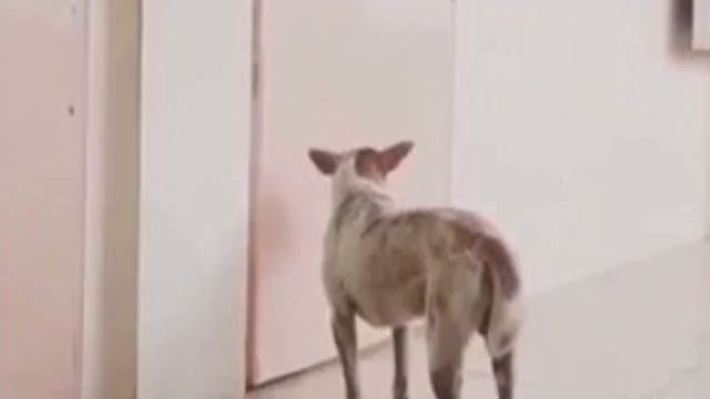 Верный пес 2 недели ждет любимого человека, но затем он узнаёт правду.