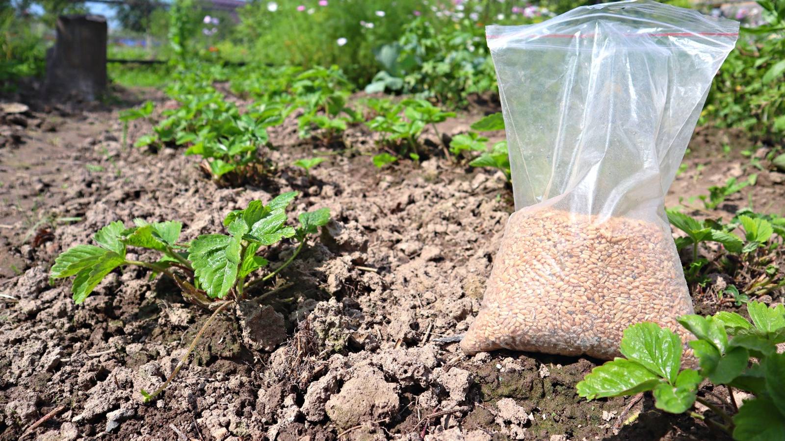 В следующем году будет много крупной клубники раскидайте в сентябре на грядке семена этих растений. смотреть онлайн