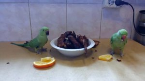 Ожереловые попугаи как приучить попугаев к рукам .Necklace parrots how to teach parrots to hand