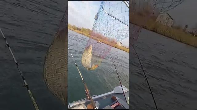 VID-20231105-WA0000.mp4