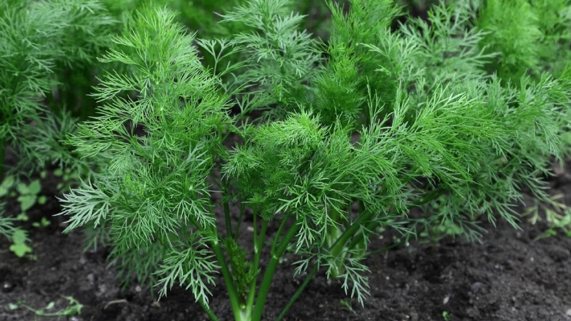 УКРОП ВСХОДИТ ЩЕТКОЙ и БЫСТРО, как посеять укроп, чтобы получить быстрые всходы!