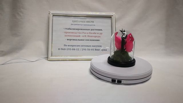 Мини композиция в стеклянной колбе с бабочкой смотреть онлайн