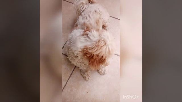 домашние животные--наши друзья. (часть 8) смотреть онлайн