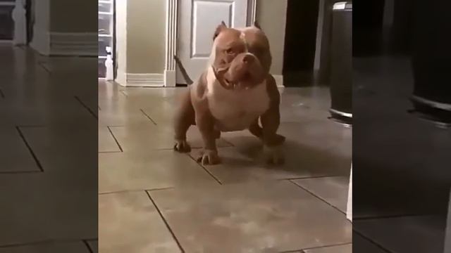 Щенок Американского Булли. смотреть онлайн