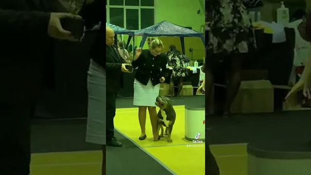 Булли шоу . смотреть онлайн