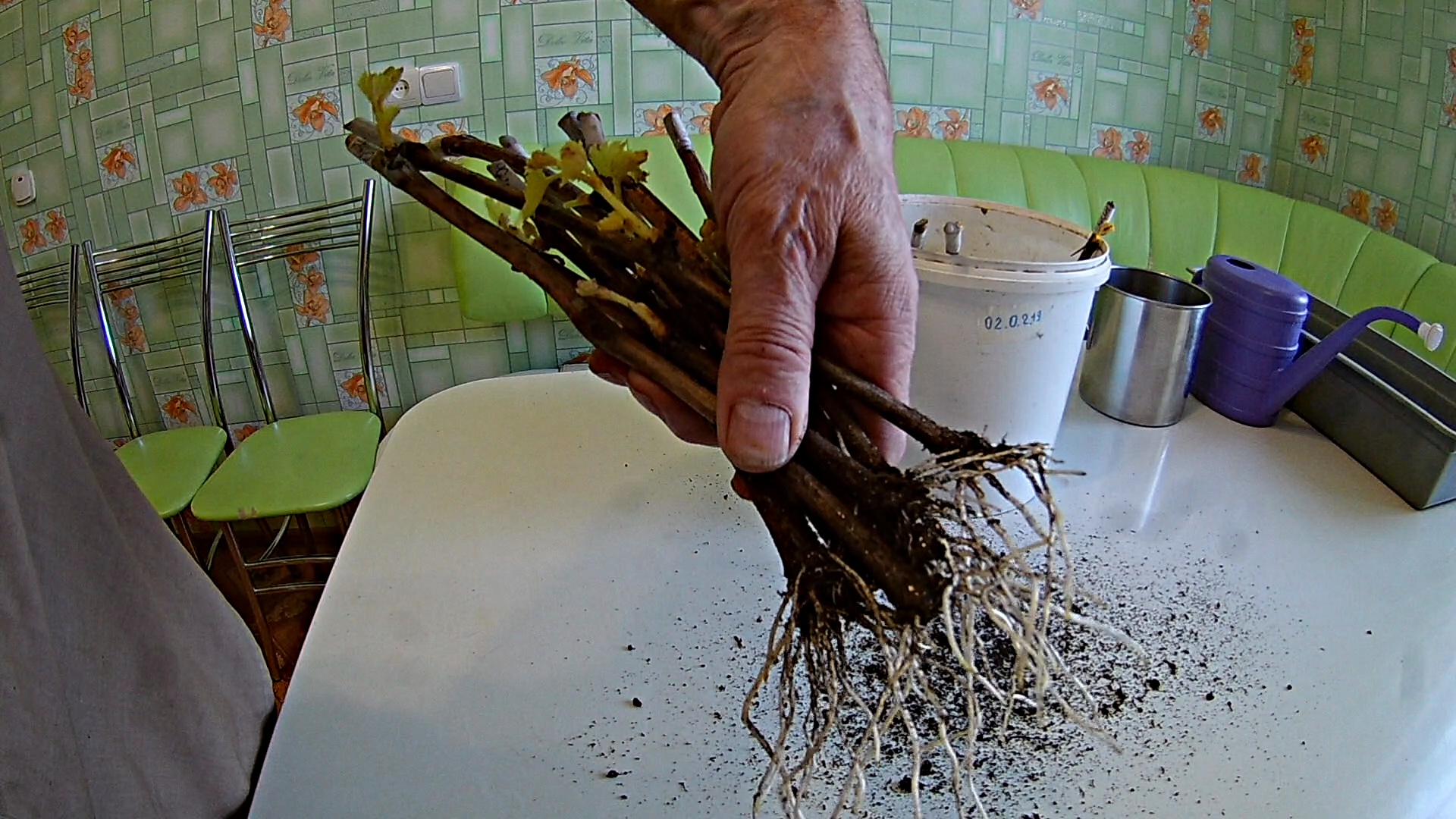Укоренение черенков винограда в домашних условиях (ускоренное).Сроки проращивания черенков. смотреть онлайн