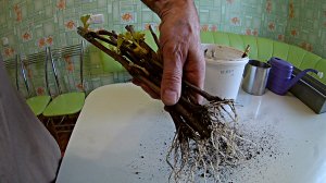 Укоренение черенков винограда в домашних условиях (ускоренное).Сроки проращивания черенков.