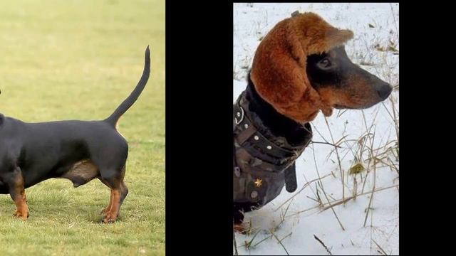 Такса (Dachshund) - порода собак смотреть онлайн