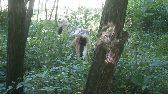 Падают надои! смотреть онлайн
