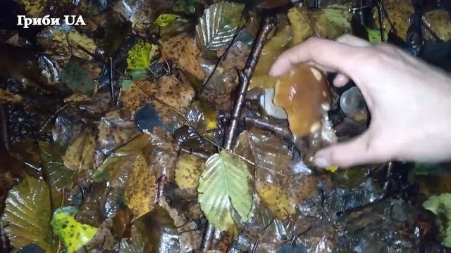 Білі Гриби в Карпатах. Гриби Карпат! Гриби 2023! Дуже багато грибів 2023. За грибами 2023! смотреть онлайн