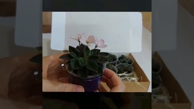 Обзор моей фиалки сенполии Н - Дюймовочка смотреть онлайн