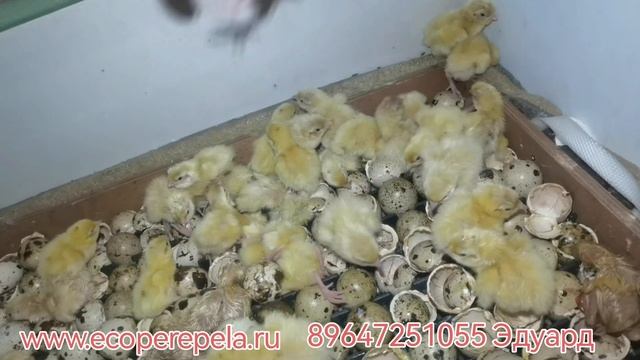 Вылупление перепелов, на 22 день!! Одна ошибка и ты запорол ВСЕ!! смотреть онлайн