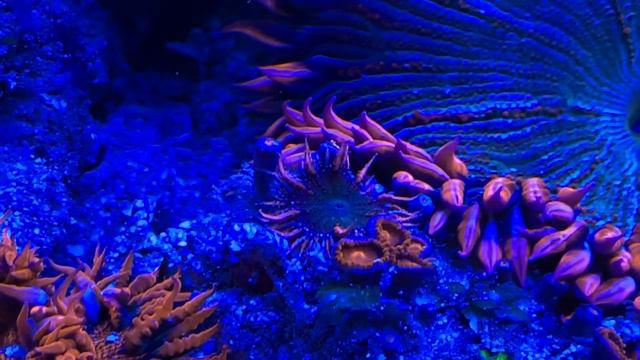 RFA, Rock Flower Anemone / Phymanthus crucifer babies 2020 смотреть онлайн