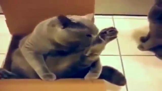 Весёлые и смешные моменты с котэ ))) смотреть онлайн