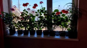 РАССАДА РАСТЕНИЙ НА 12 МАРТА Ч2. Пеларгонии, гацании, лобелии, бальзамины, бегонии. Перец и томаты