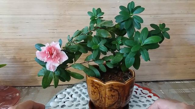 Обзор цветущей азалии Overview of Blooming Azaleas смотреть онлайн