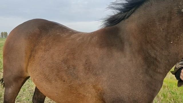 ?Покупка молодой, достойной кобылицы ??? смотреть онлайн