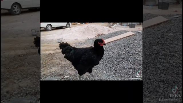 Джерсийский Гигант Қазақстан смотреть онлайн