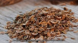 Как помогают семена укропа от паразитов и как их правильно применять