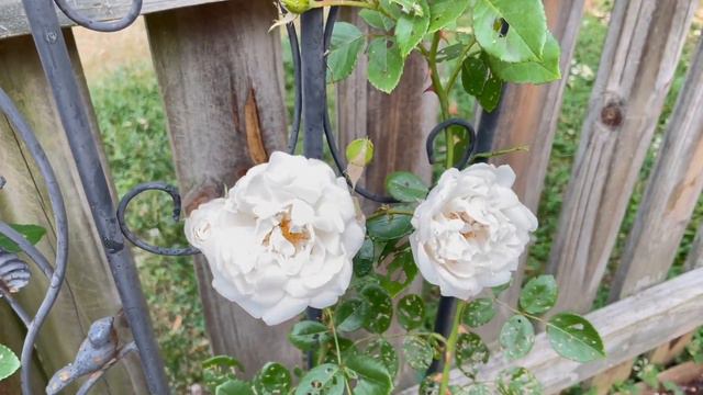 SUB）六月的花园里开了哪些花，一同赏花吧｜June Garden Tour｜铁线莲、百合花、金鱼草、美女樱、金光菊、万铃花、珊瑚钟等等 смотреть онлайн