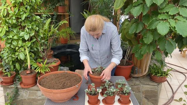 ДИХОНДРА. Формируем в кашпо.