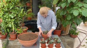 ДИХОНДРА. Формируем в кашпо.