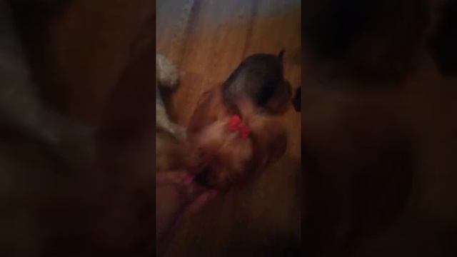 Как научить собаку команде ко мне! смотреть онлайн
