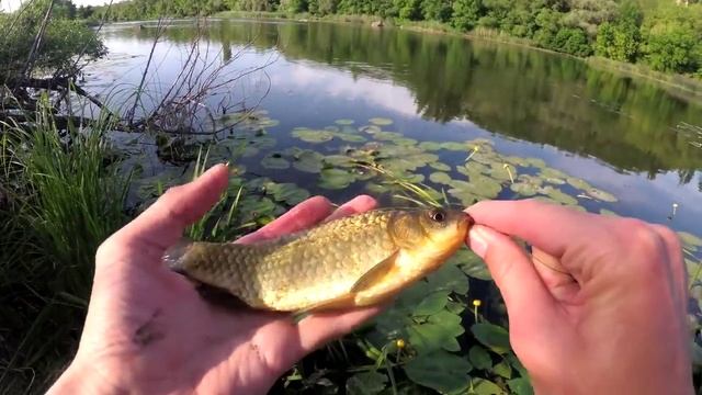 Карась на ОГНЕННУЮ КАШУ _ ловля карася на удочку с боковым кивком смотреть онлайн