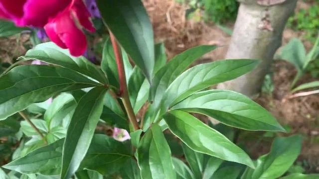 Paeonia 'Mons. Martin Cahuzac'-ЮТУБ : ПІВОНІЇ - ВСЕ ПРО НИХ смотреть онлайн